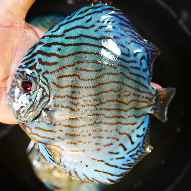 Brilliant Blue Turquoise Discus