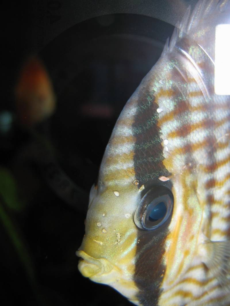 Various Discus Diseases and How to Treat Them