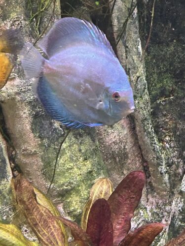 Click to view full screen Neon Sapphire Discus photo review