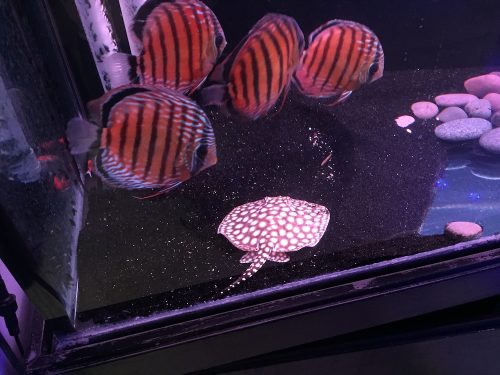 Wild Mangal Discus photo review
