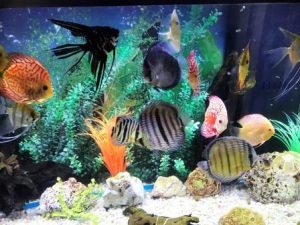 Wild Trombeta Ica Giant Discus photo review