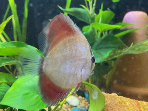 Blue-Faced Heckel Alenquer Cross Discus photo review