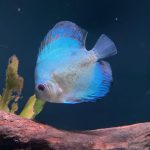 Yellow Belly Scorpion Discus photo review