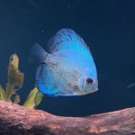 Yellow Belly Scorpion Discus photo review