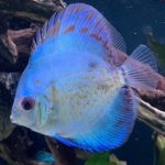 Yellow Belly Scorpion Discus photo review