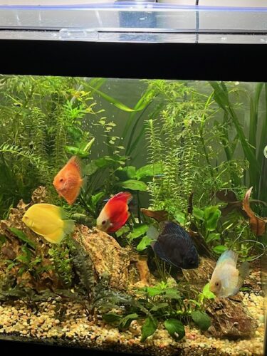 Golden Lollipop Discus photo review