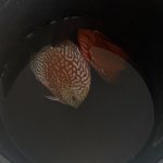 Red Eagle Discus, Clustered Pattern photo review