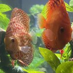 Red Eagle Discus, Clustered Pattern photo review