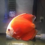 Fiamma Rossa Discus photo review