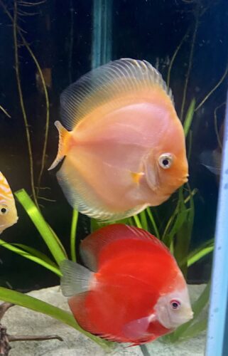 Click to view full screen Fuji Red Discus photo review