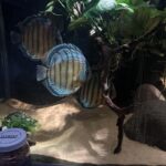 Wild Tefe Red-Spotted Green Discus photo review