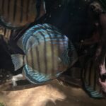 Wild Tefe Red-Spotted Green Discus photo review