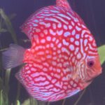 Red Eagle Discus, Clustered Pattern photo review