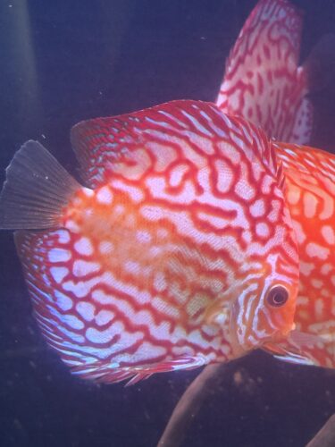 Checkerboard Pigeon Discus, Thick Line photo review