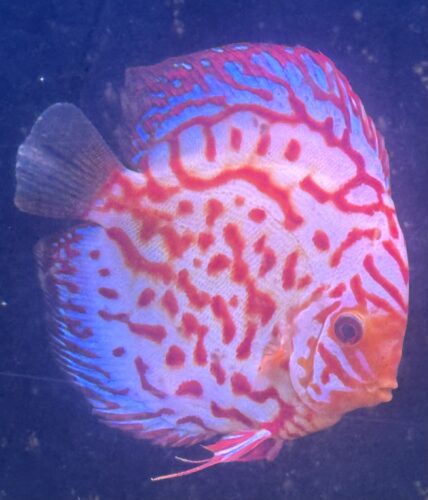 White Carnation Pigeon Discus photo review