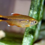 Silvertip Tetra