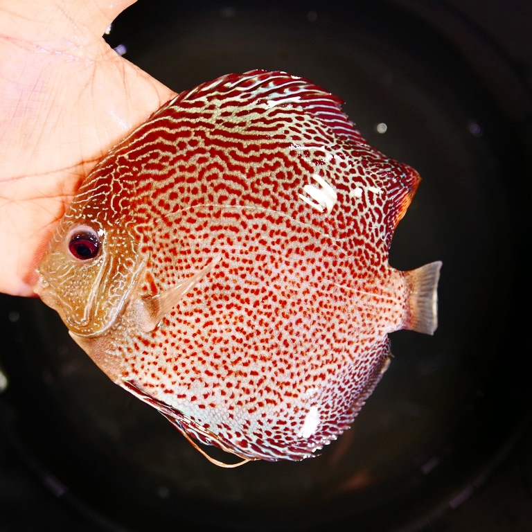 Red Leopard Snakeskin Discus | Discus.com