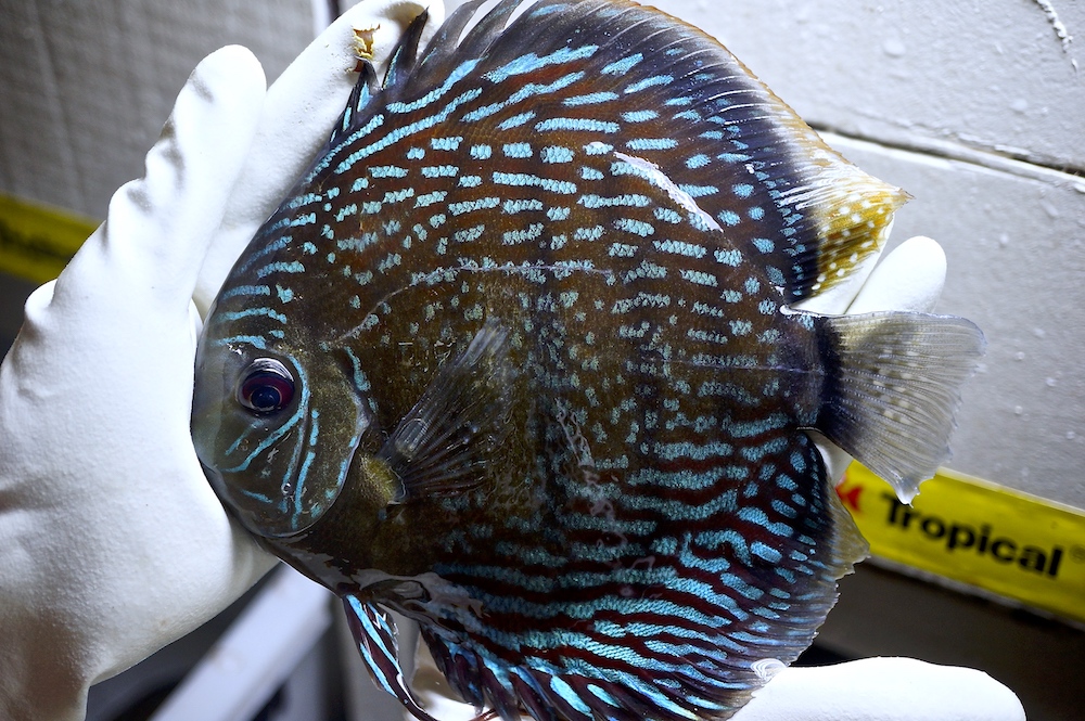 Wild Nhamunda Royal Discus