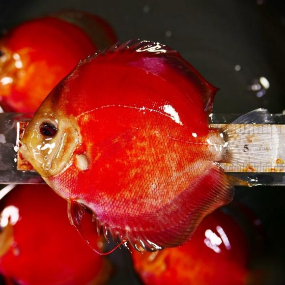 Red Cover Discus