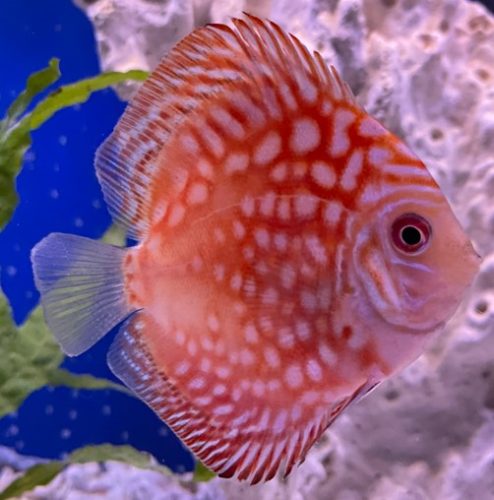 Rafflesia Discus photo review