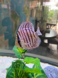 Red Tiger Turquoise Discus photo review