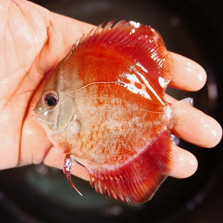 Rose Red Discus, Light Base | Discus.com