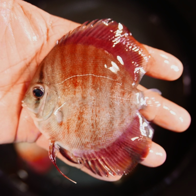 Rose Red Discus, Light Base | Discus.com