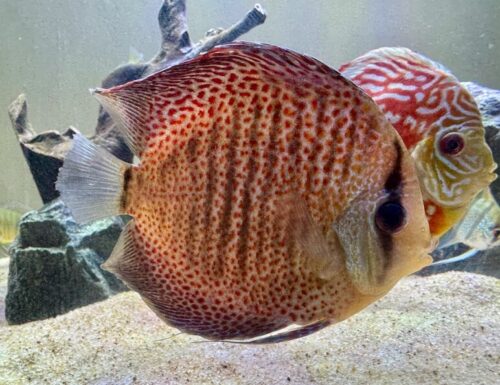 Blue Spotted Snakeskin Discus photo review