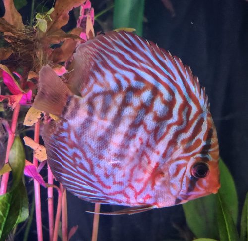 Blue Tiger Carnation Turquoise Discus photo review