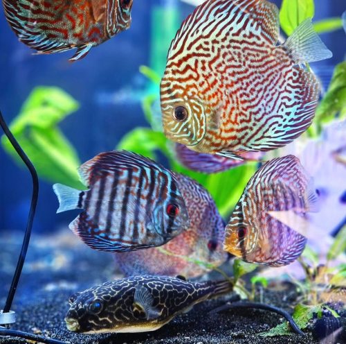 Blue Tiger Turquoise Discus photo review