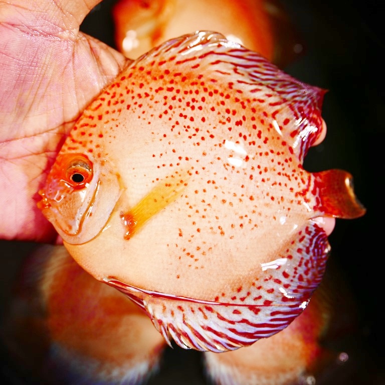 Spotted White Discus