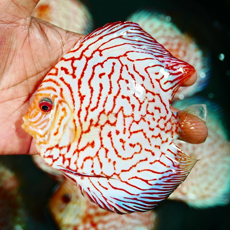 White Carnation Pigeon Discus, Thin Line