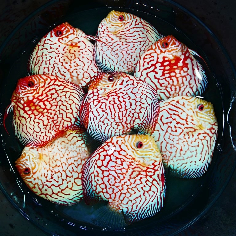 White Carnation Pigeon Discus, Thin Line