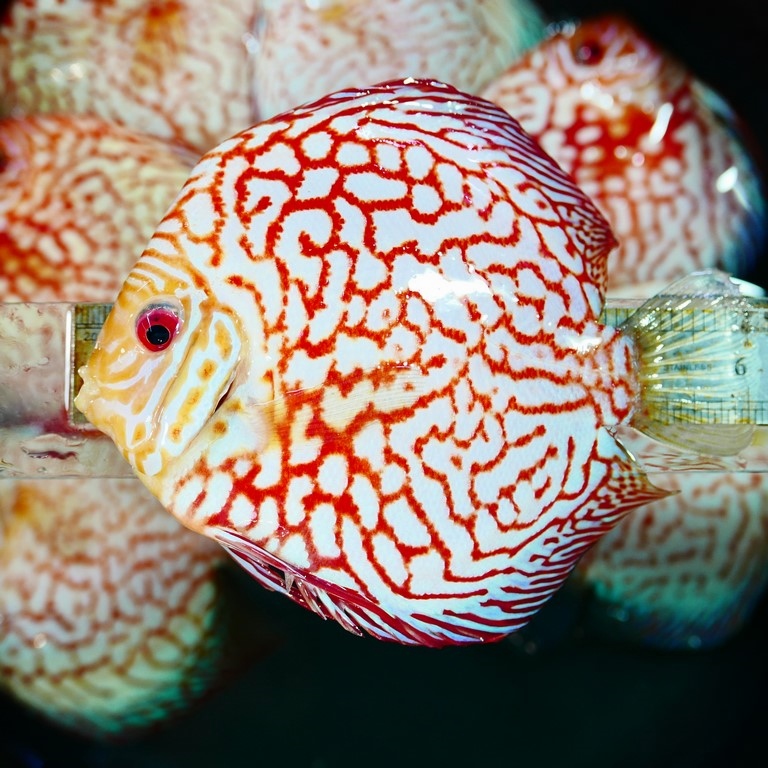 White Carnation Pigeon Discus, Thin Line