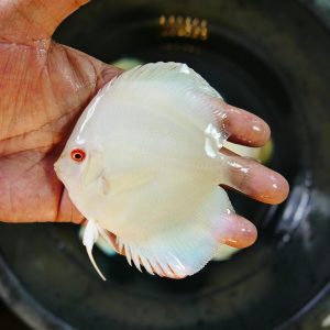 Albino Platinum