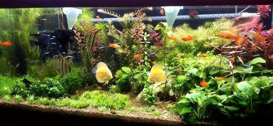 Photo inspiration: Picture Idea: Gravel In A Discus Tank