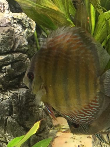 Wild Mangal Discus photo review