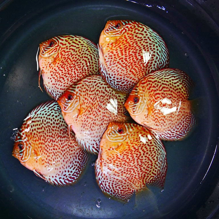 Classic Leopard Discus | Discus.com