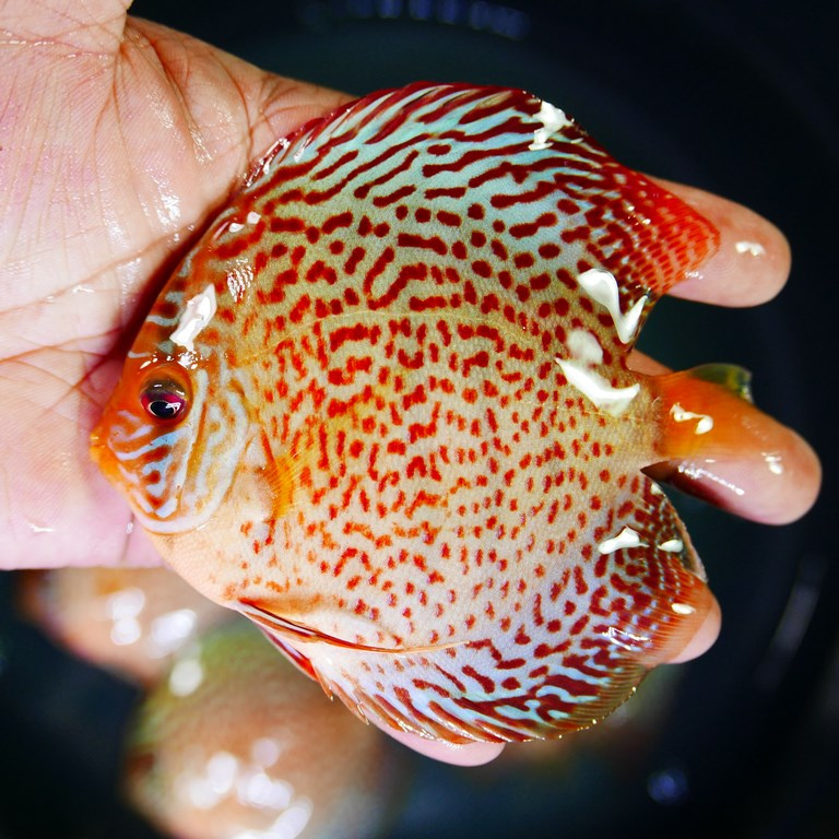 Classic Leopard Discus | Discus.com