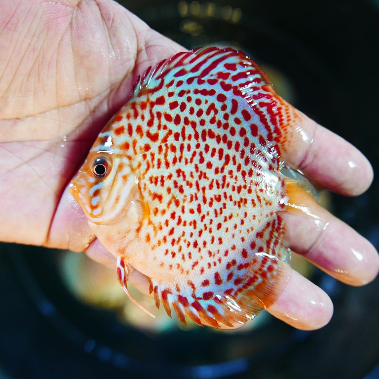 Classic Leopard Discus | Discus.com