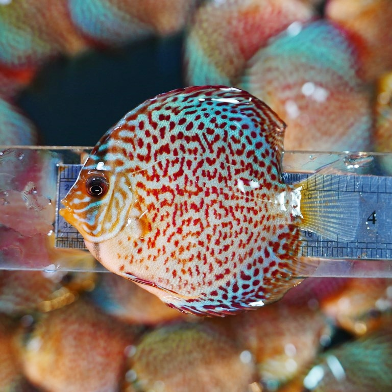 Classic Leopard Discus | Discus.com