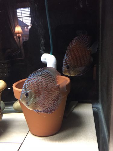 Red Ring Eruption Leopard Discus, Blue Base photo review