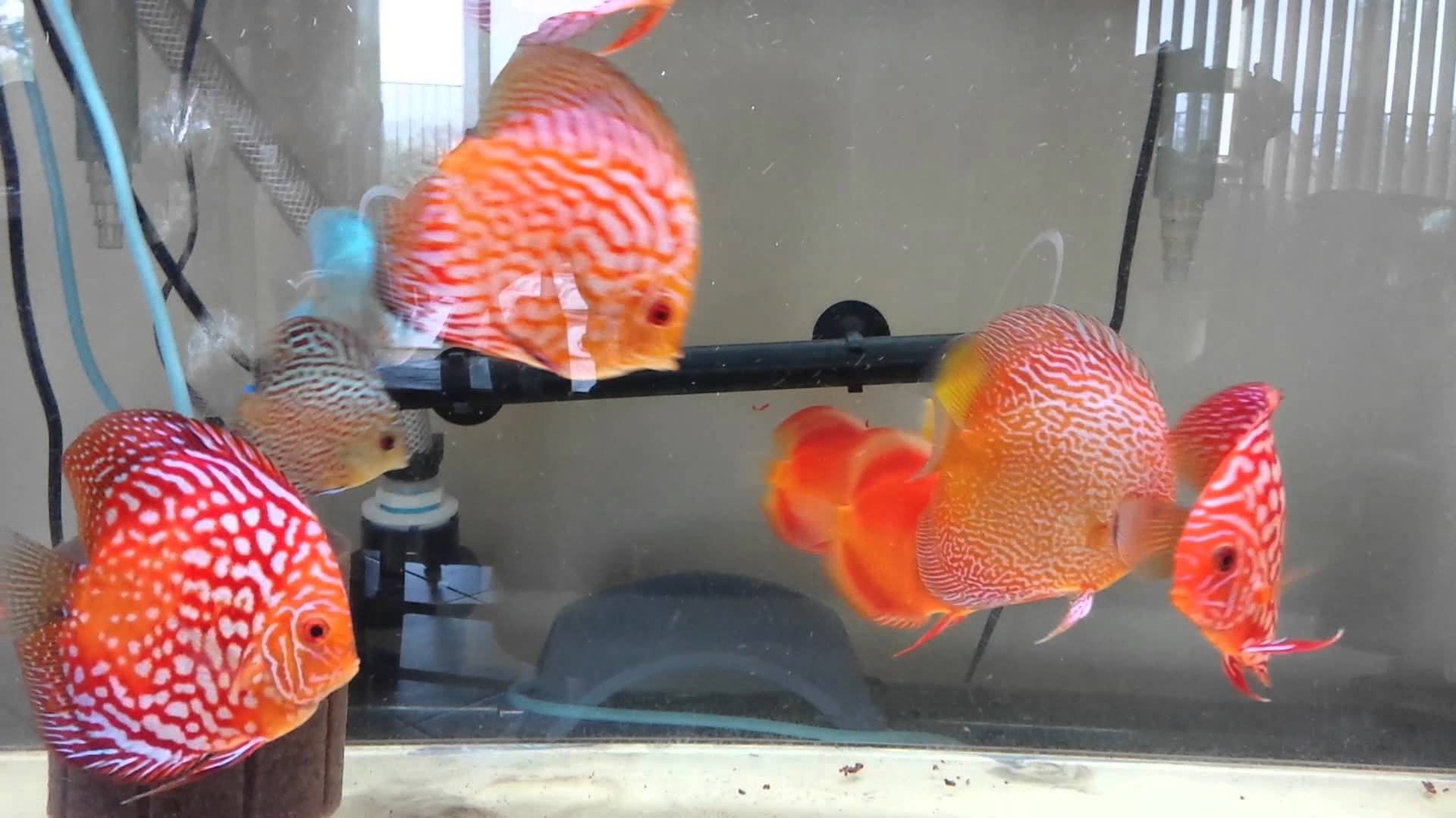 Feeding Discus Based on Size