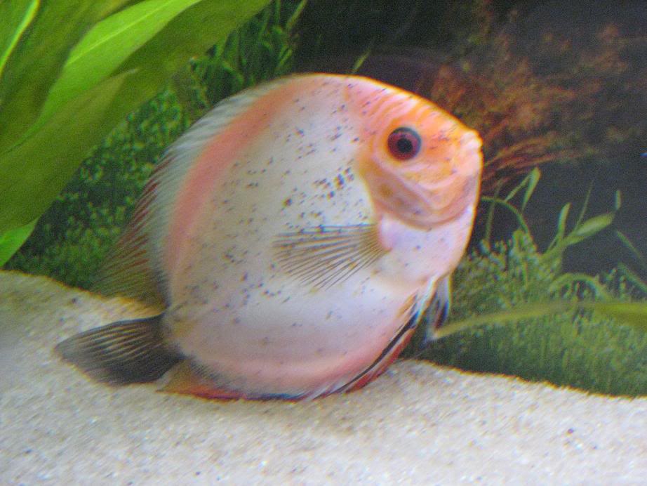 Leaning to One Side or Another Discus Fish Tilting or Laying Flat