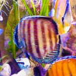 Wild Trombeta Blue Royal Discus photo review