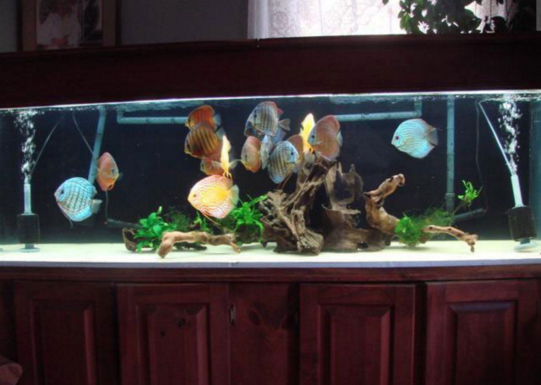 General Aquarium Maintenance