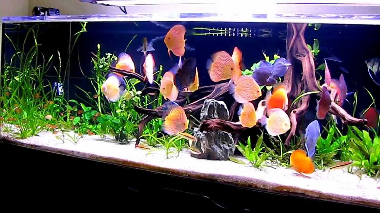fun facts about discus fish discus com