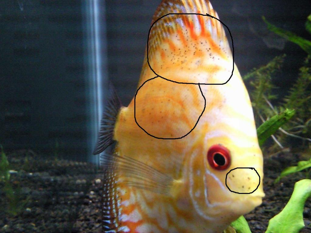 Black Peppering in Discus Fish