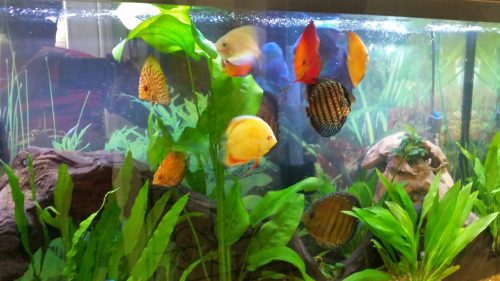 Golden Lollipop Discus photo review