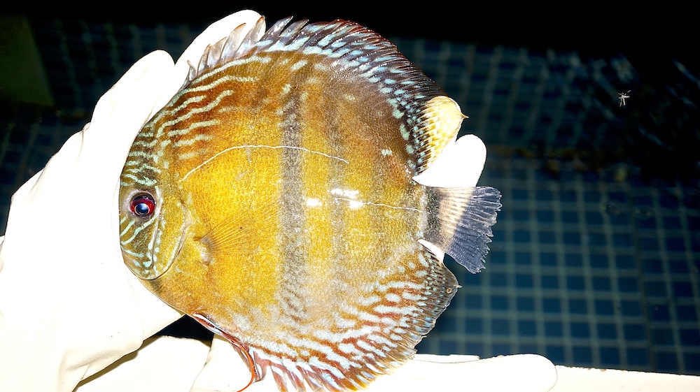 Wild Ica Yellow Discus